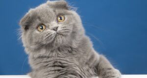 Кошки захватывают Восточную Азию