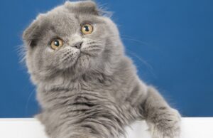 Кошки захватывают Восточную Азию Кошки захватывают Восточную Азию