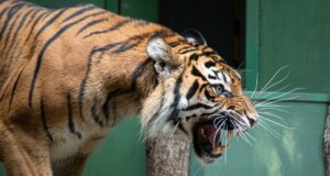 В Индии тигр растерзал четырех женщин