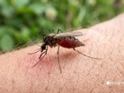 Эксперт развеял миф о выборе жертв комарами по группе крови