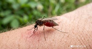 Эксперт развеял миф о выборе жертв комарами по группе крови