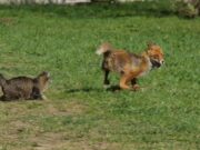 Кот подрался с лисой и выжил: ветеринары подтвердили его здоровье