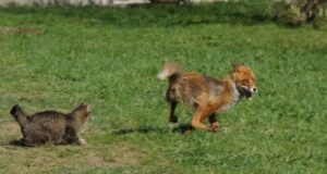Кот подрался с лисой и выжил: ветеринары подтвердили его здоровье