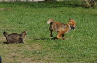 Кот подрался с лисой и выжил: ветеринары подтвердили его здоровье