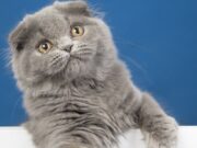 Кошки захватывают Восточную Азию Кошки захватывают Восточную Азию