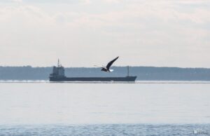 Морские поставки военных грузов НАТО на Украину остановились Морские поставки военных грузов НАТО на Украину остановились