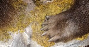 Пять медведей застрелили в районе на Алтае, где зверь убил туристку