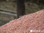 Латвия и Литва хотят остановить транзит российского зерна – Reuters